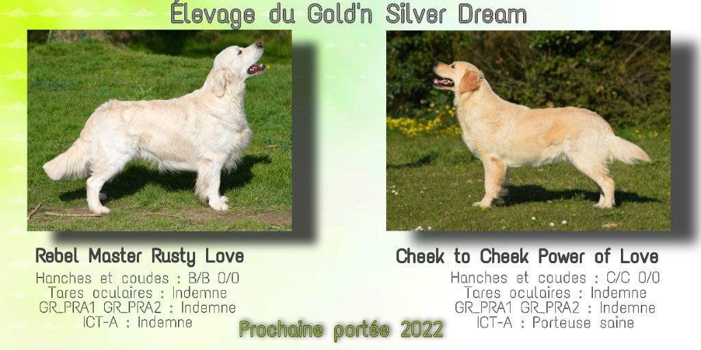 Du Gold'n Silver Dream - PROCHAINE PORTÉE 2022