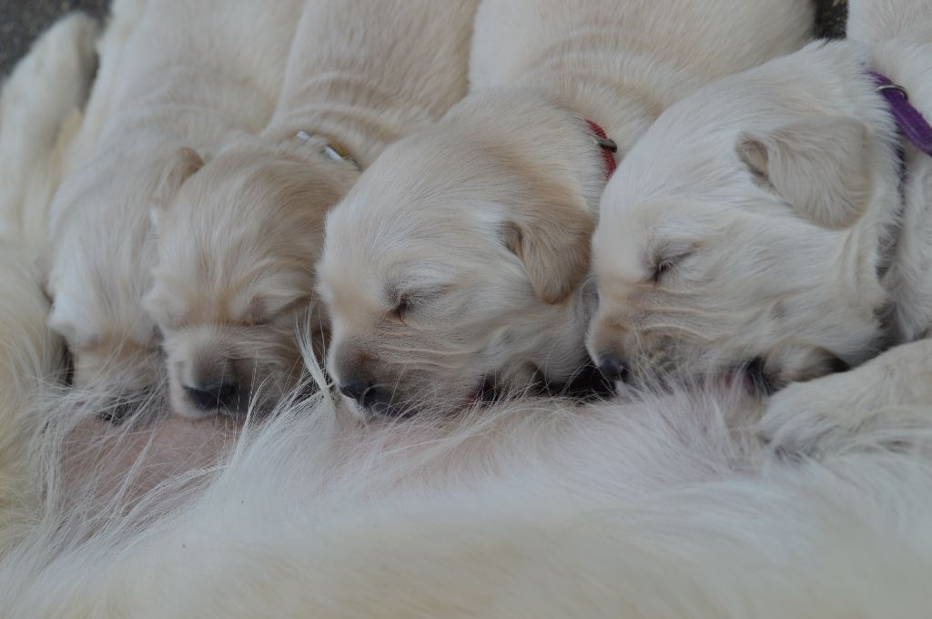 Du Gold'n Silver Dream - Golden Retriever - Portée née le 17/06/2017